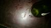 Klik for at vise wp_20130809_038_t1.jpg